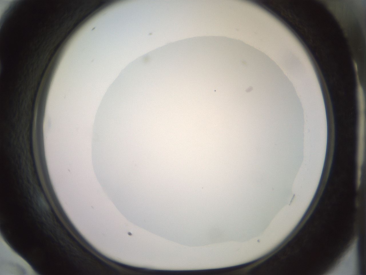 folderID506_plateID2506_batchID12090_wellNum58_profileID1_d1_r188693_ef.jpg