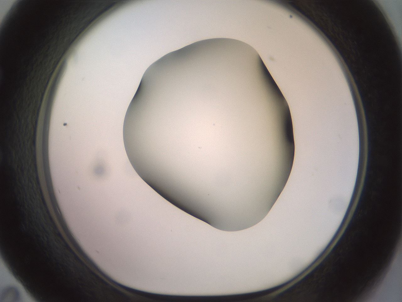 folderID506_plateID2506_batchID12090_wellNum59_profileID1_d1_r188694_ef.jpg