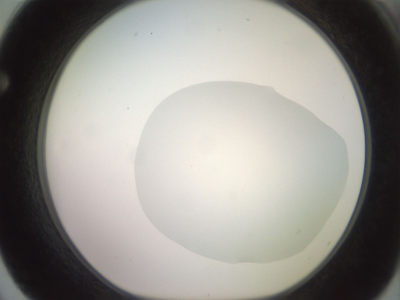 folderID506_plateID2506_batchID12090_wellNum62_profileID1_d1_r188697_ef.jpg