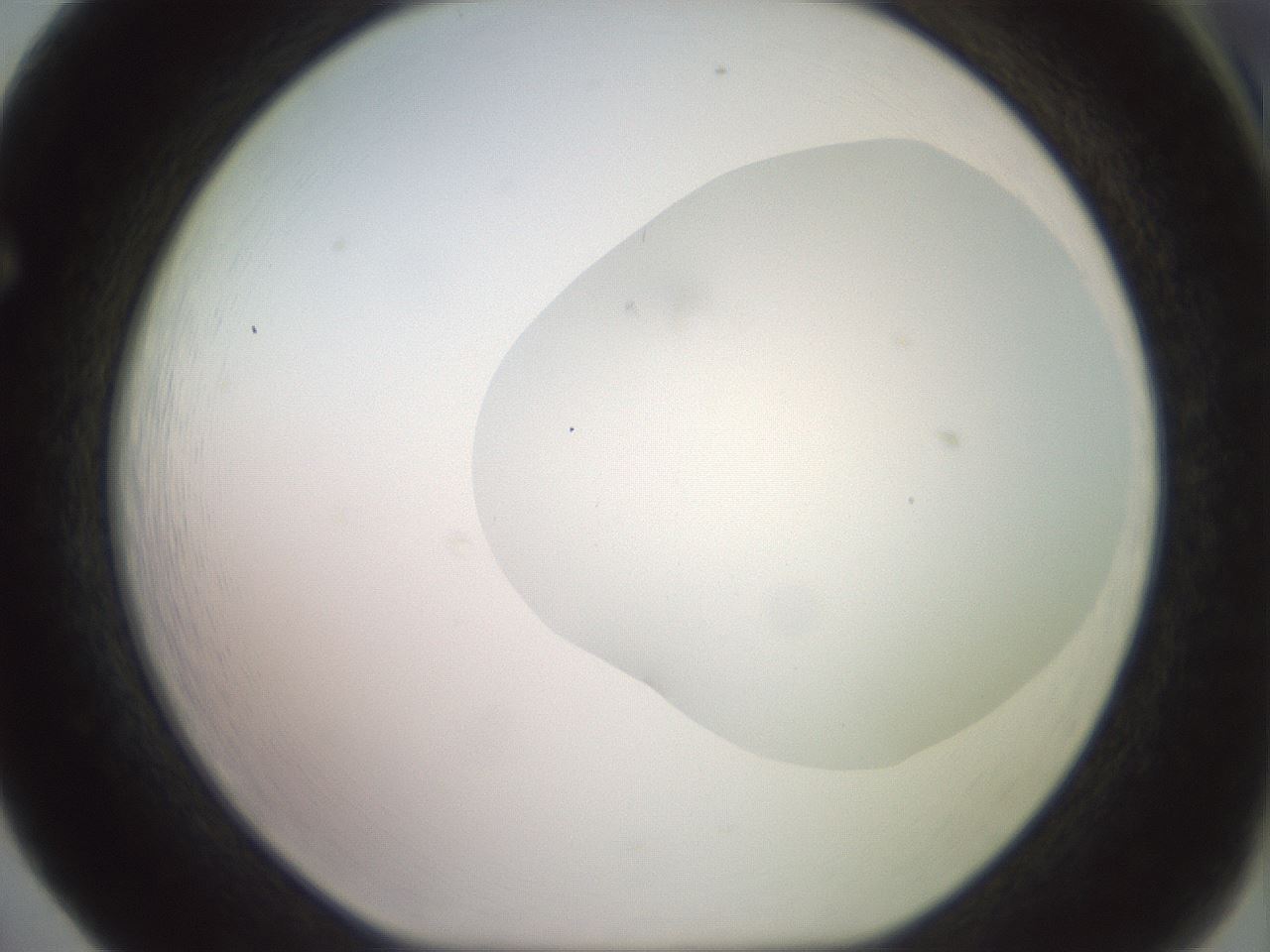 folderID506_plateID2506_batchID12090_wellNum65_profileID1_d1_r188700_ef.jpg