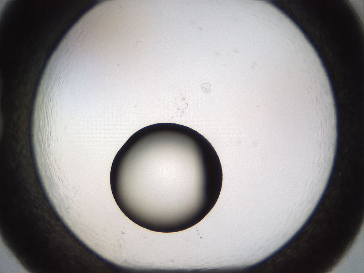 folderID507_plateID1507_batchID5945_wellNum20_profileID1_d1_r96132_ef.jpg