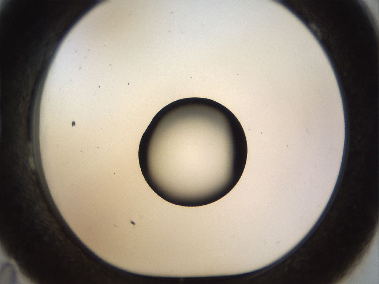 folderID507_plateID1507_batchID5945_wellNum23_profileID1_d1_r96135_ef.jpg