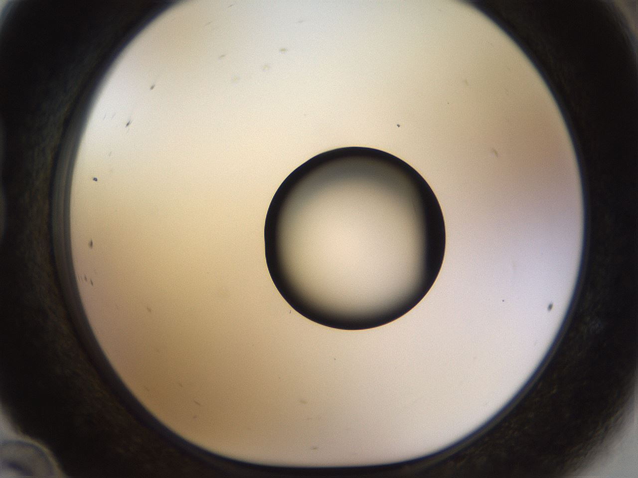 folderID507_plateID1507_batchID5945_wellNum24_profileID1_d1_r96136_ef.jpg