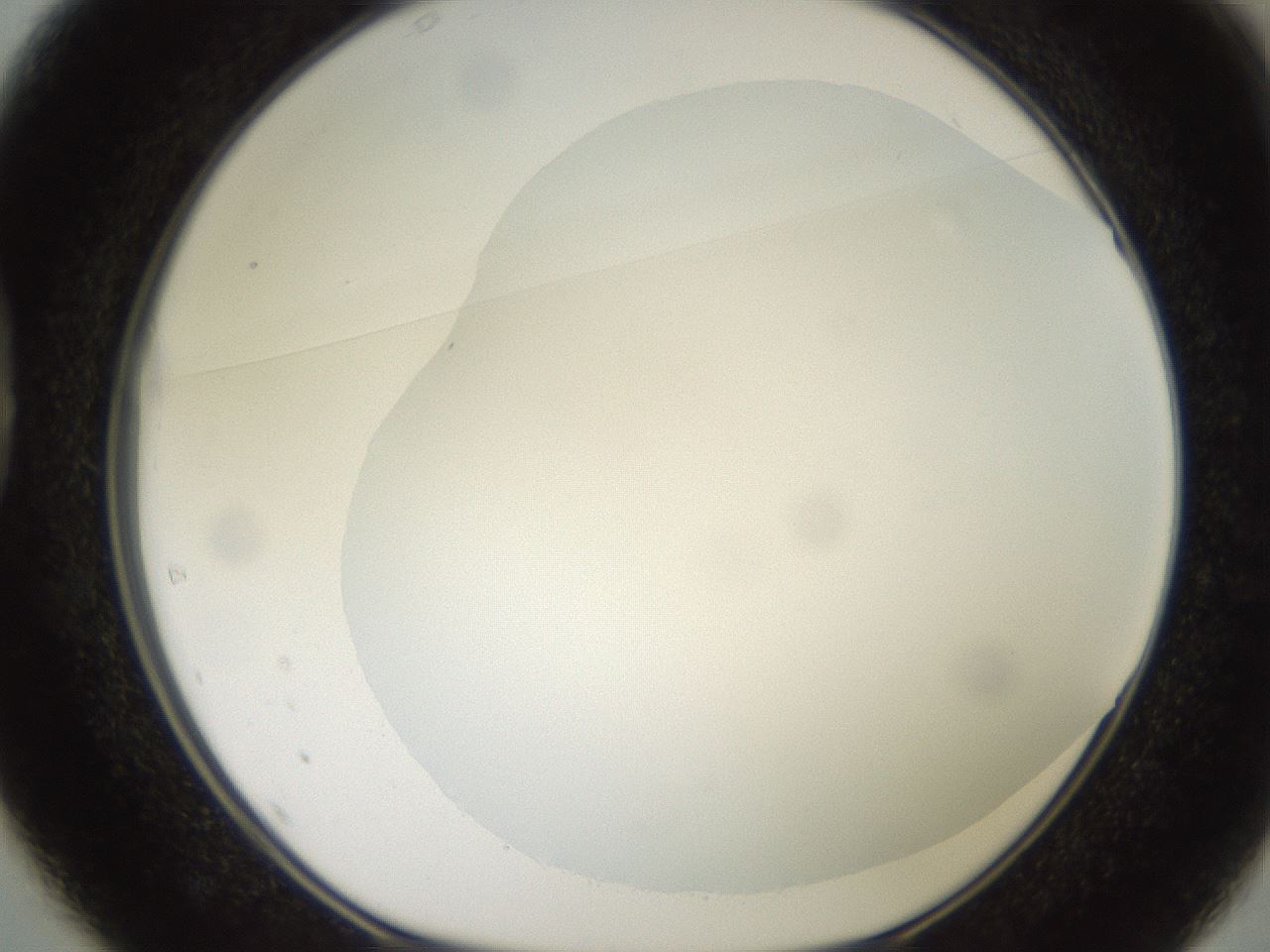 folderID507_plateID2507_batchID12089_wellNum37_profileID1_d1_r188576_ef.jpg
