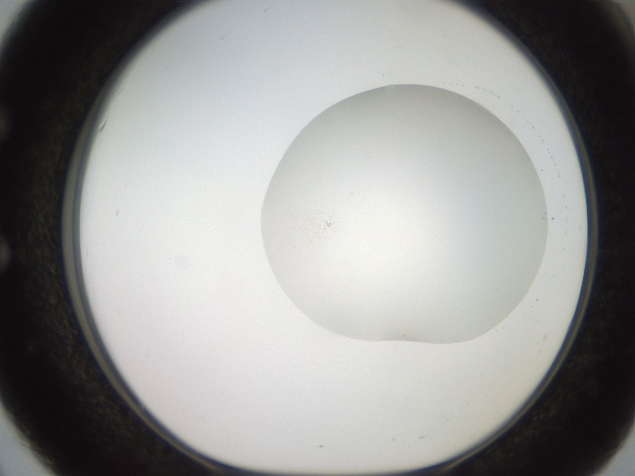 folderID507_plateID2507_batchID12089_wellNum51_profileID1_d1_r188590_ef.jpg