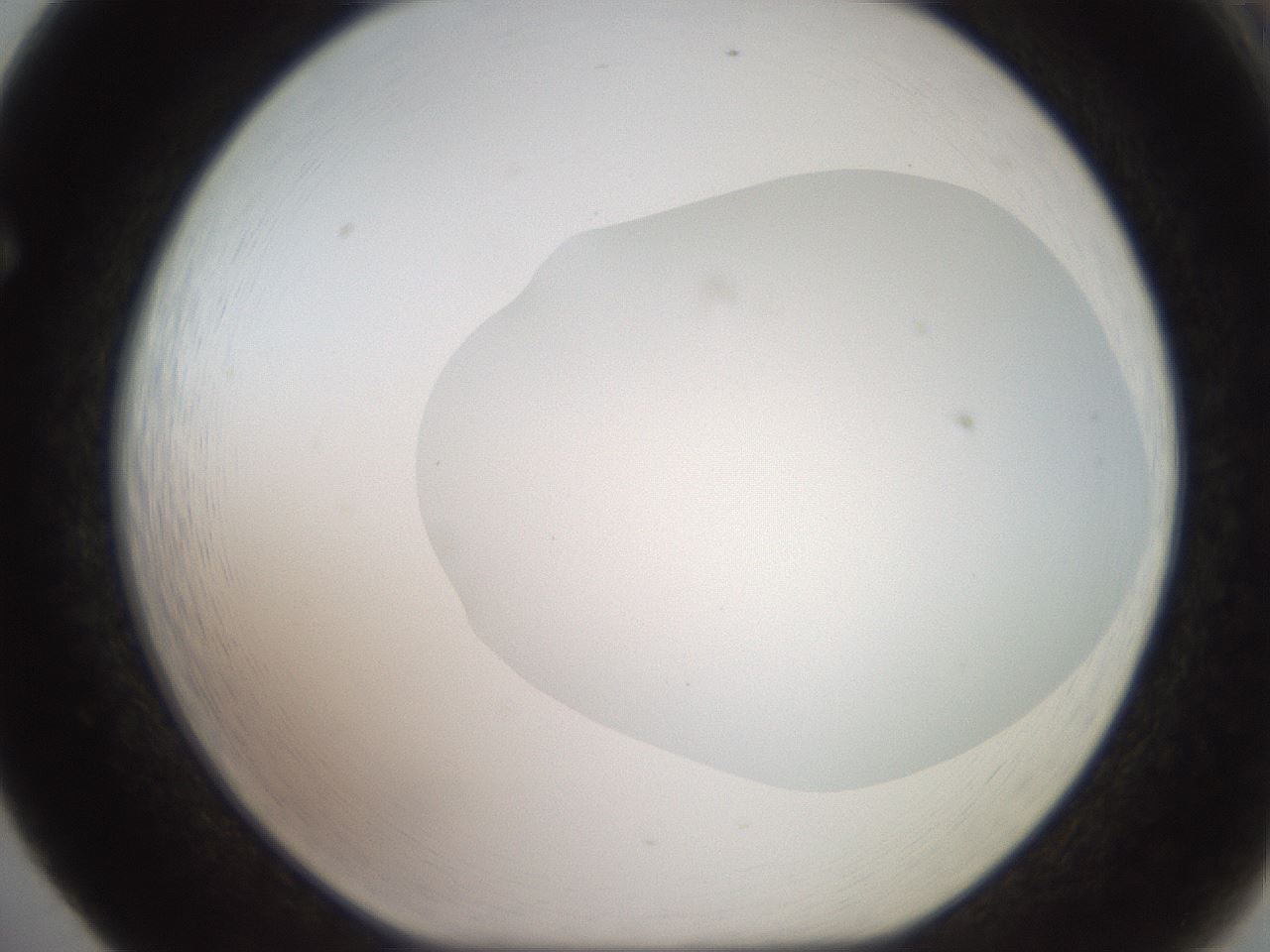 folderID507_plateID2507_batchID12089_wellNum65_profileID1_d1_r188604_ef.jpg