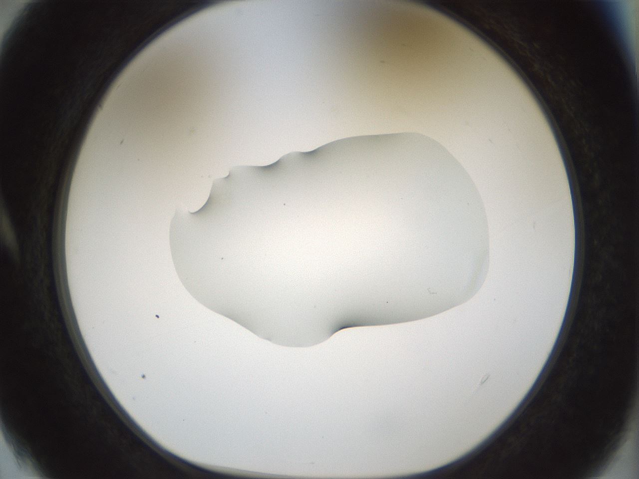 folderID510_plateID1510_batchID5851_wellNum4_profileID1_d1_r95636_ef.jpg