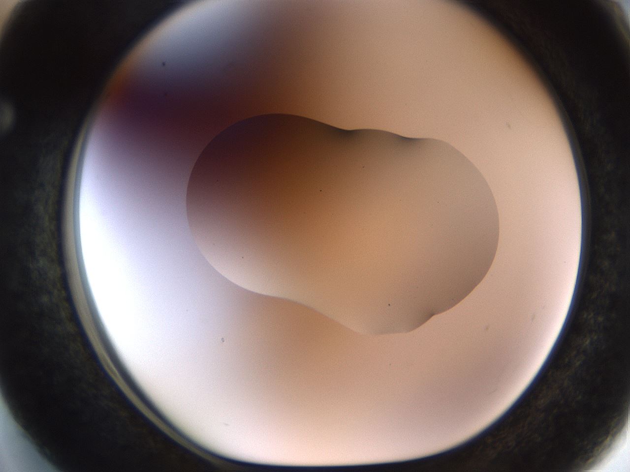 folderID509_plateID1509_batchID5947_wellNum63_profileID1_d1_r96367_ef.jpg