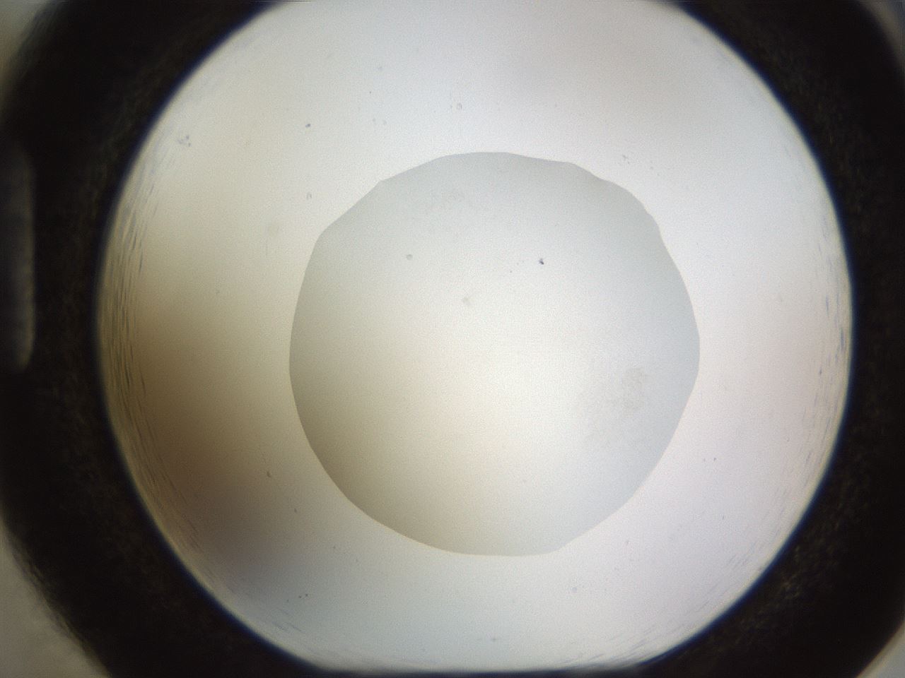 folderID509_plateID1509_batchID5947_wellNum85_profileID1_d1_r96389_ef.jpg