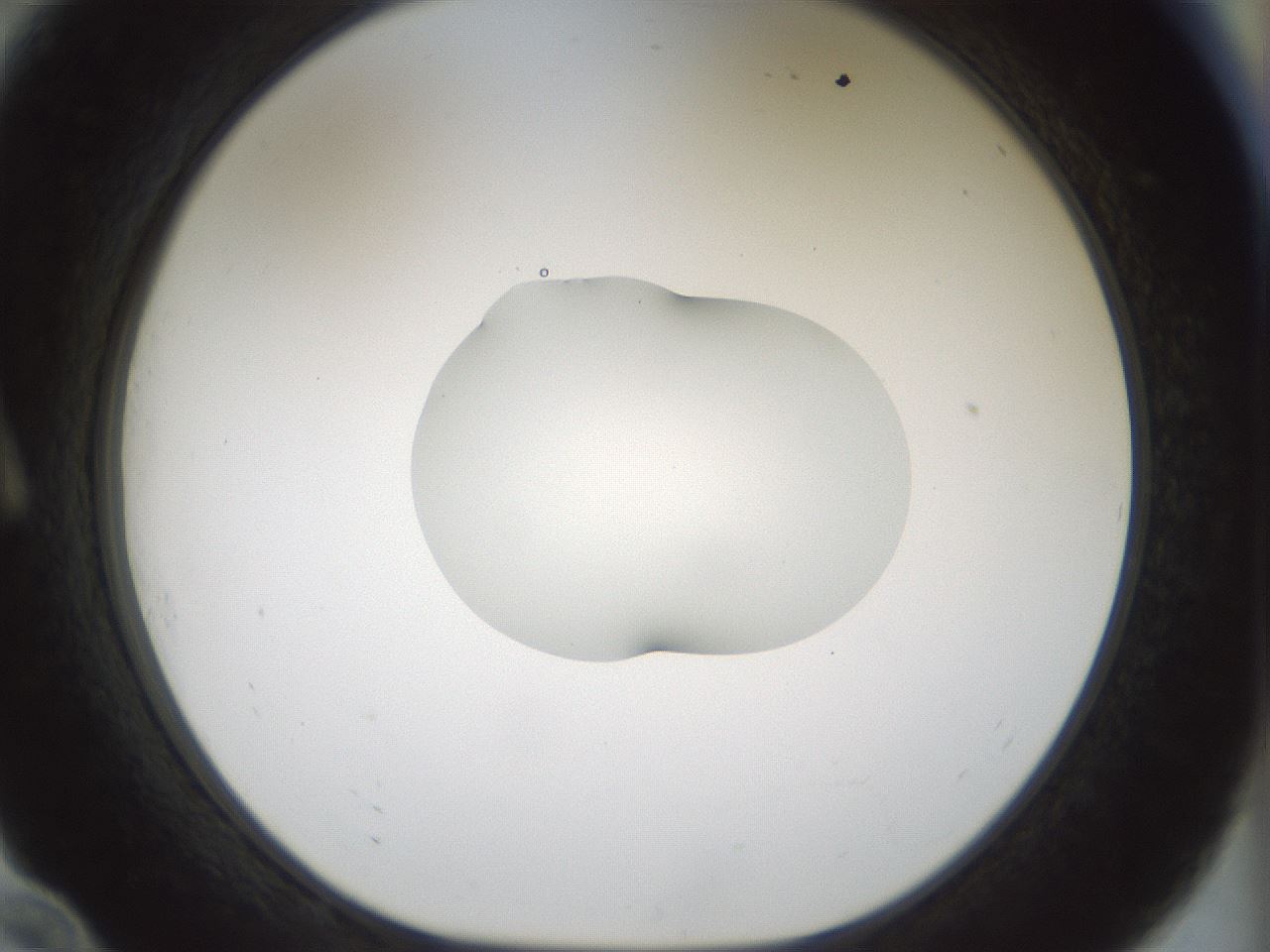 folderID510_plateID1510_batchID5851_wellNum10_profileID1_d1_r95642_ef.jpg