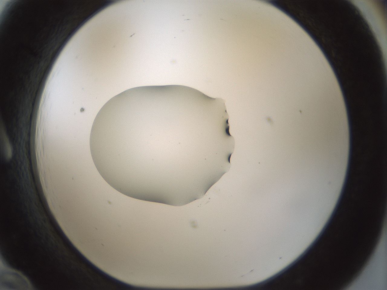 folderID510_plateID1510_batchID5851_wellNum12_profileID1_d1_r95644_ef.jpg