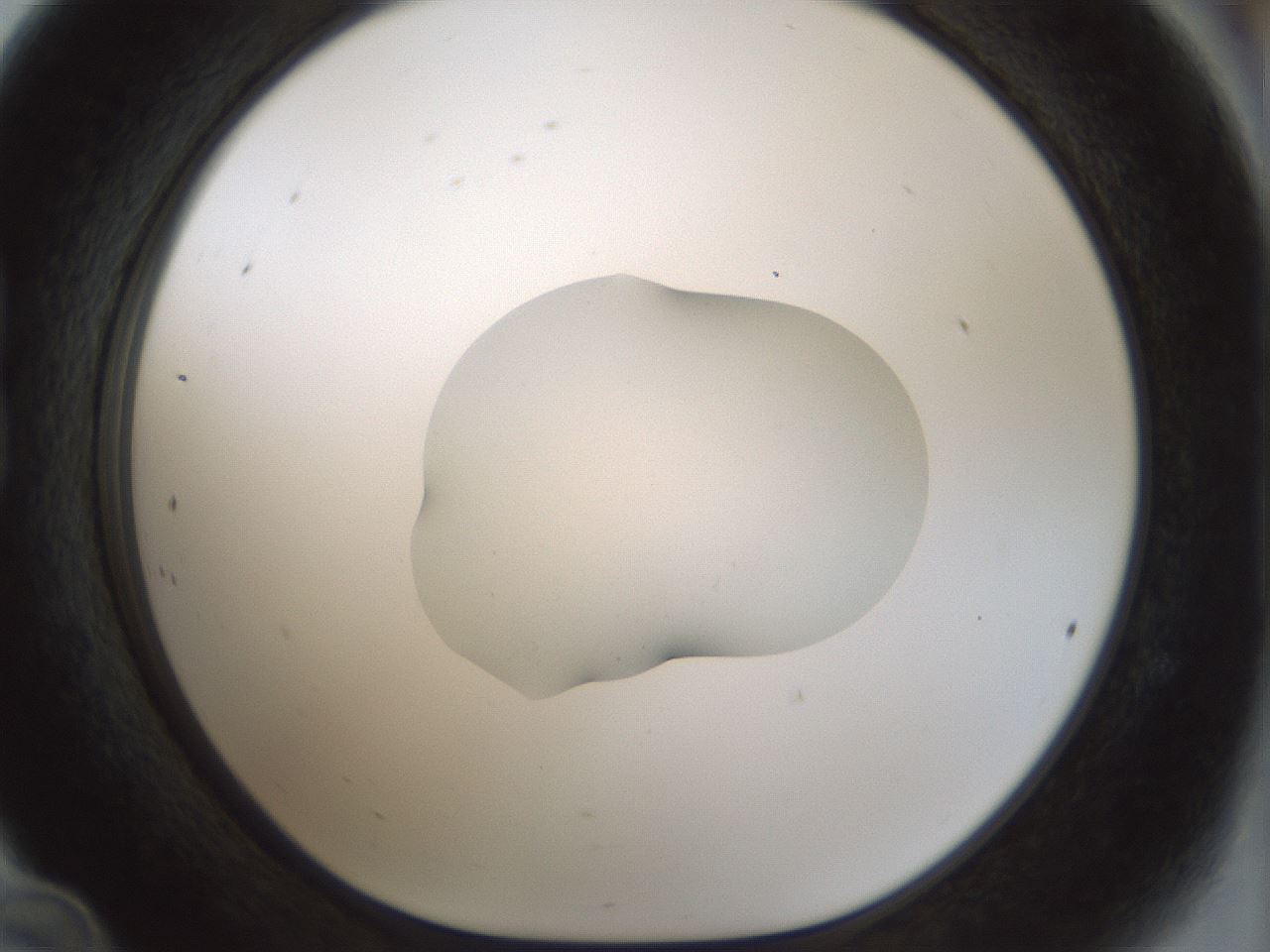 folderID510_plateID1510_batchID5851_wellNum24_profileID1_d1_r95656_ef.jpg