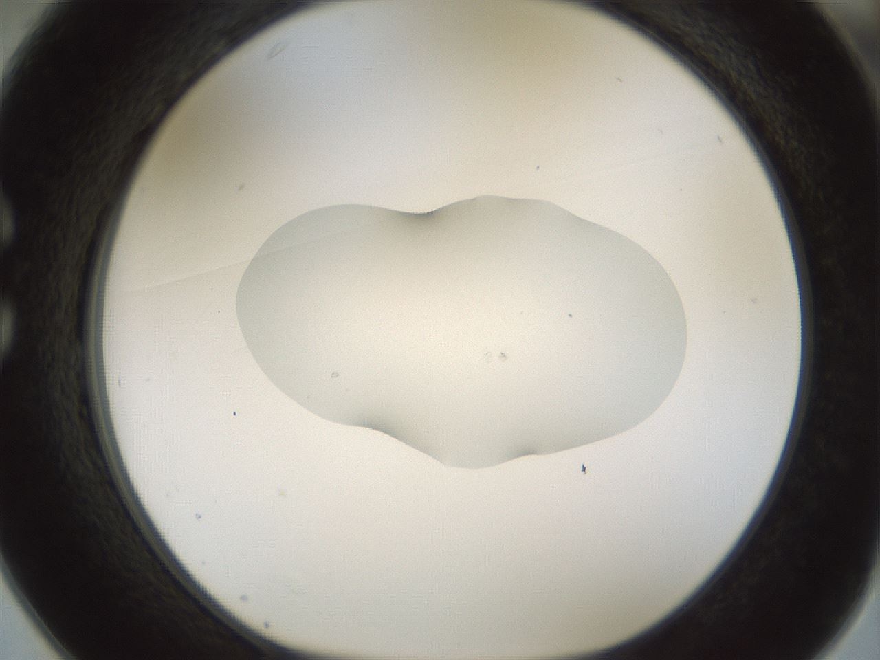 folderID510_plateID1510_batchID5851_wellNum25_profileID1_d1_r95657_ef.jpg