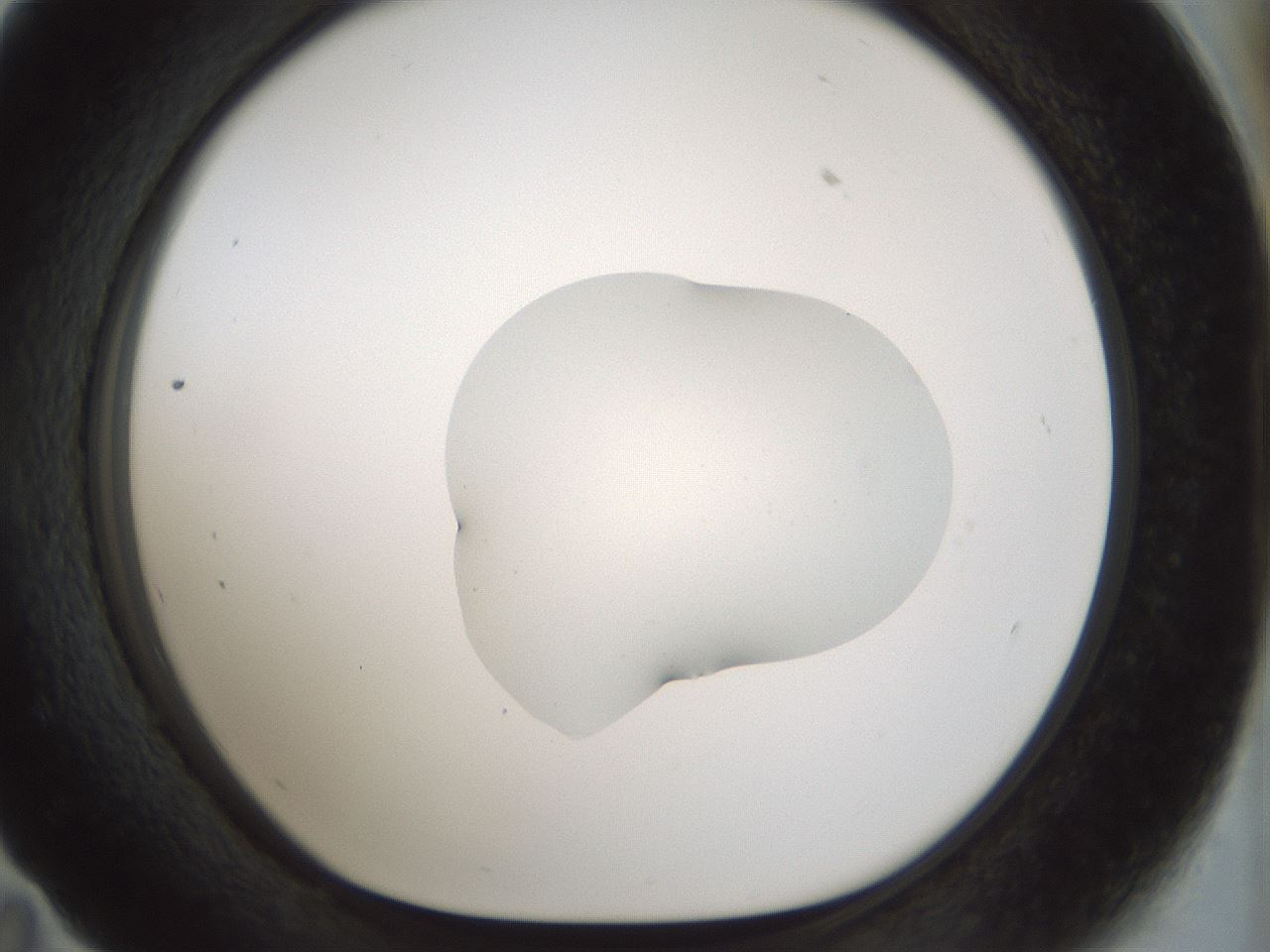 folderID510_plateID1510_batchID5851_wellNum59_profileID1_d1_r95691_ef.jpg