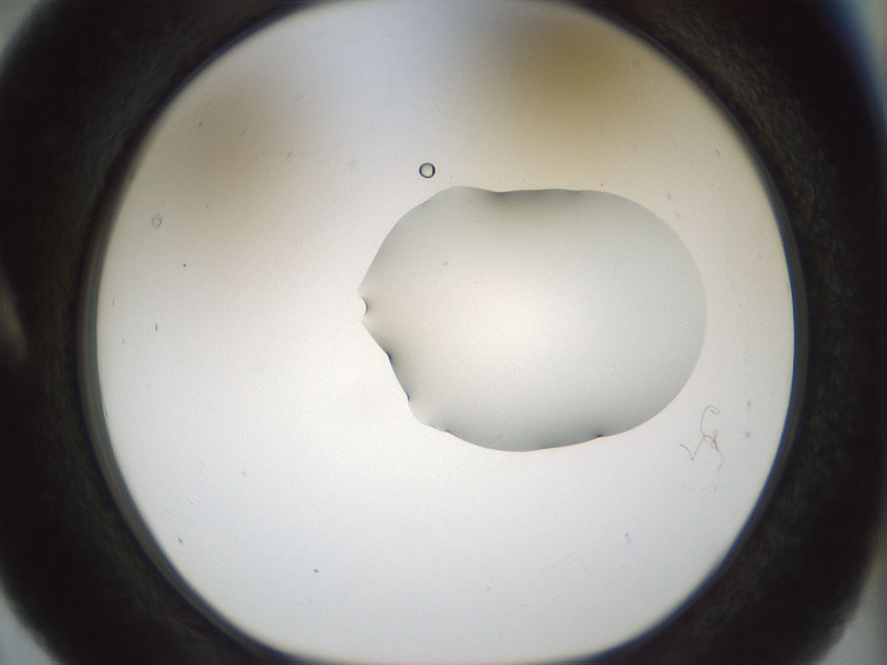 folderID510_plateID1510_batchID5851_wellNum5_profileID1_d1_r95637_ef.jpg