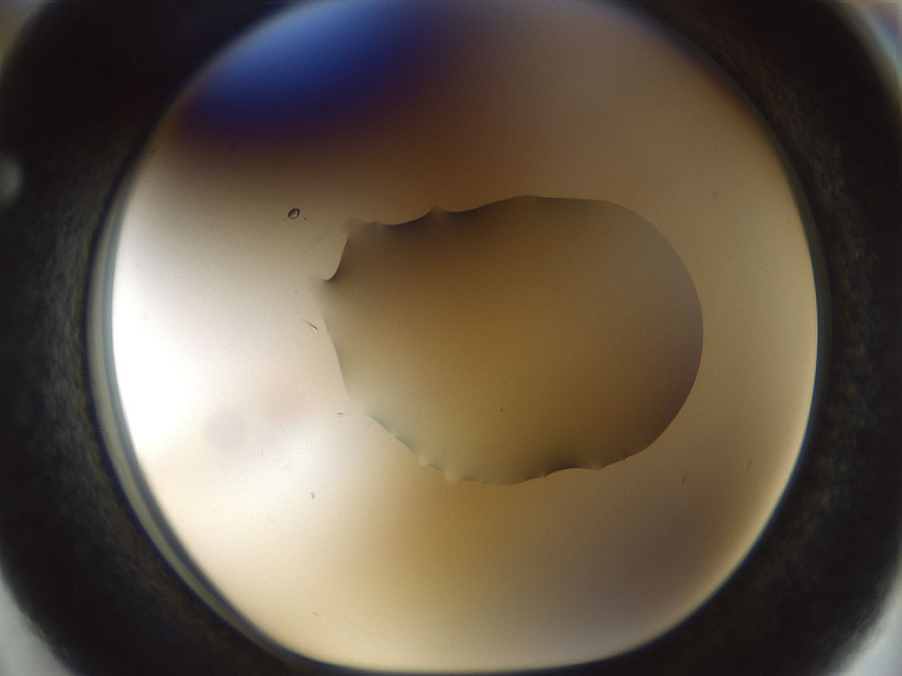 folderID510_plateID1510_batchID5851_wellNum63_profileID1_d1_r95695_ef.jpg