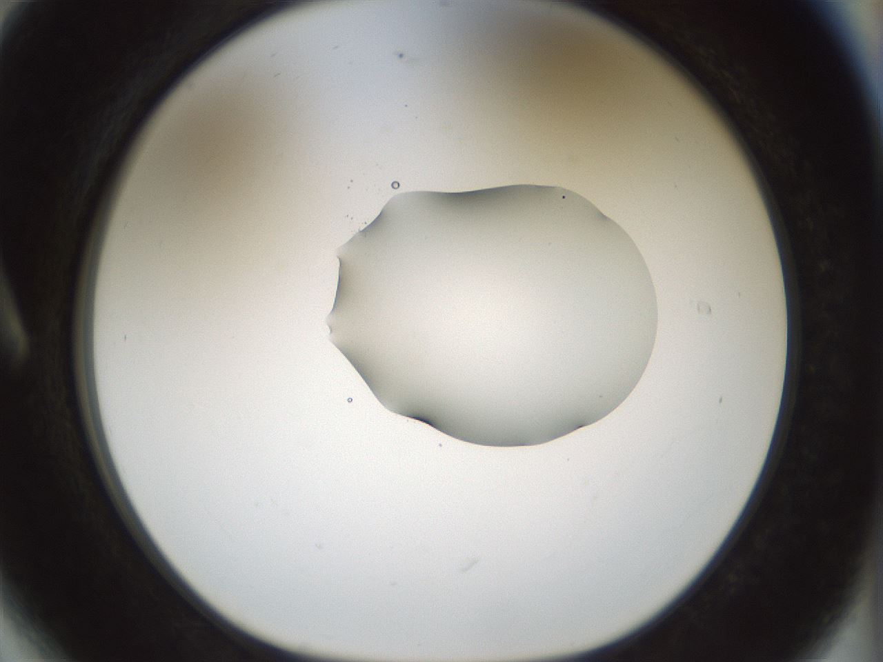 folderID510_plateID1510_batchID5851_wellNum6_profileID1_d1_r95638_ef.jpg