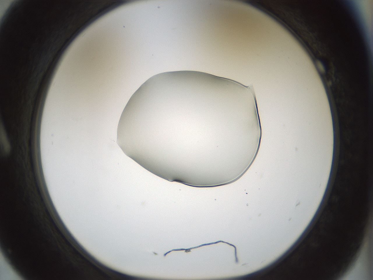 folderID510_plateID1510_batchID5851_wellNum7_profileID1_d1_r95639_ef.jpg