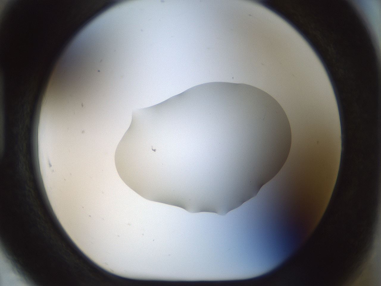 folderID510_plateID1510_batchID5851_wellNum91_profileID1_d1_r95723_ef.jpg