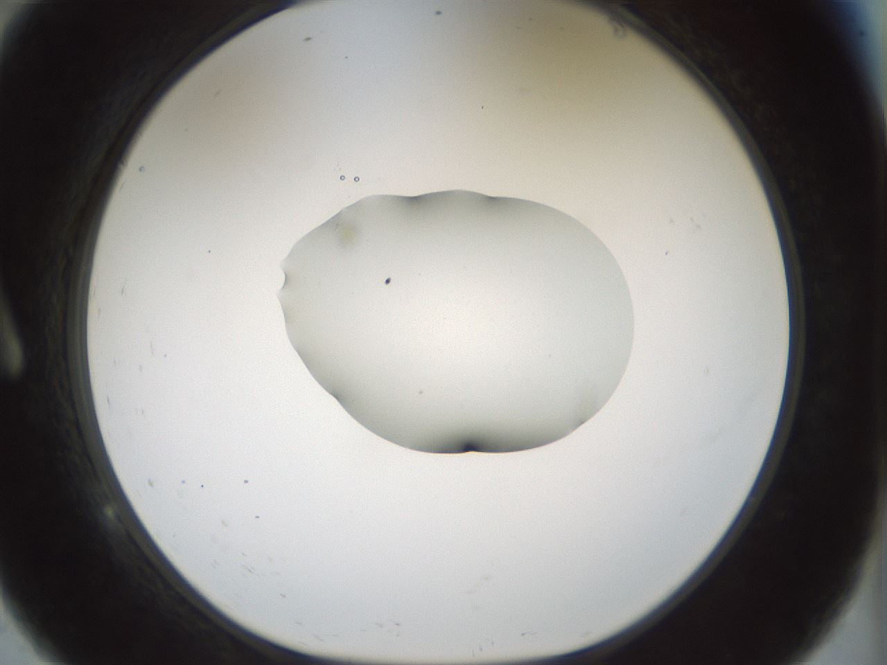 folderID510_plateID1510_batchID5851_wellNum9_profileID1_d1_r95641_ef.jpg