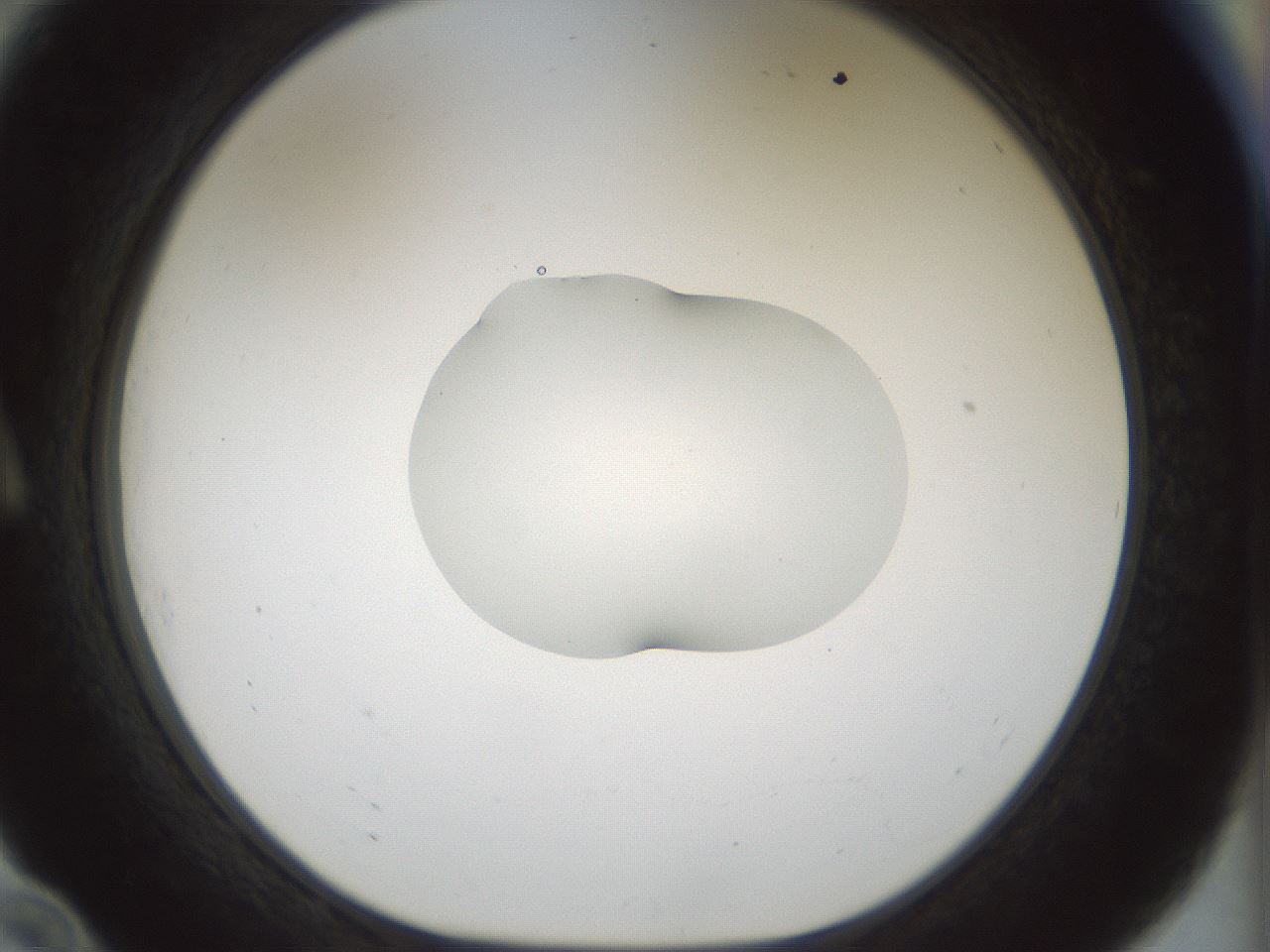folderID510_plateID1510_batchID5873_wellNum10_profileID1_d1_r95642_ef.jpg