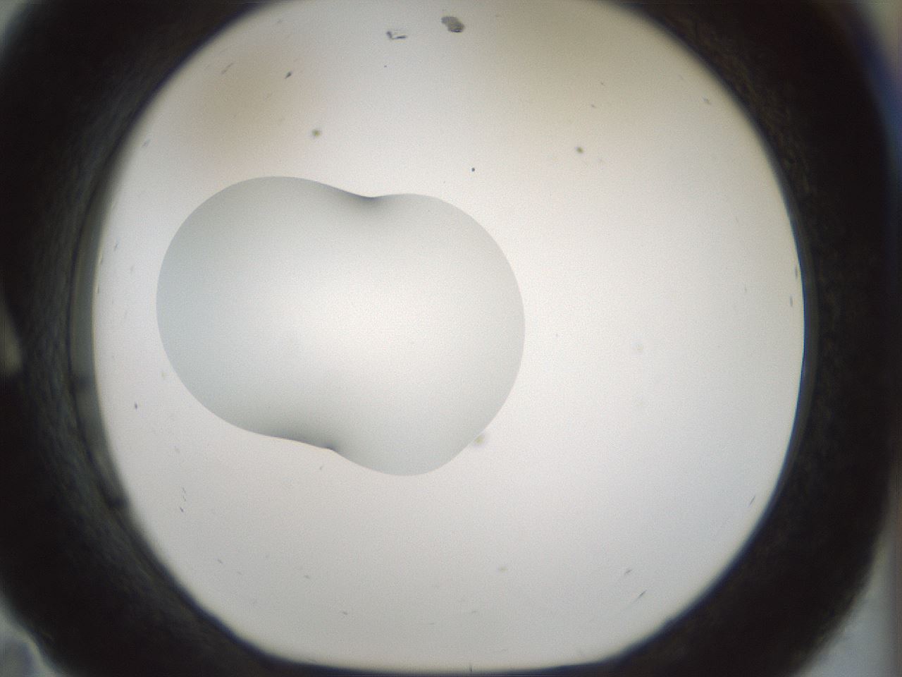 folderID510_plateID1510_batchID5873_wellNum11_profileID1_d1_r95643_ef.jpg