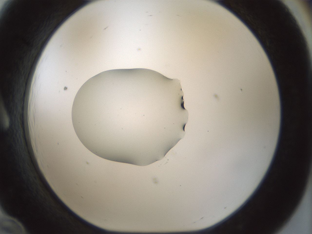 folderID510_plateID1510_batchID5873_wellNum12_profileID1_d1_r95644_ef.jpg
