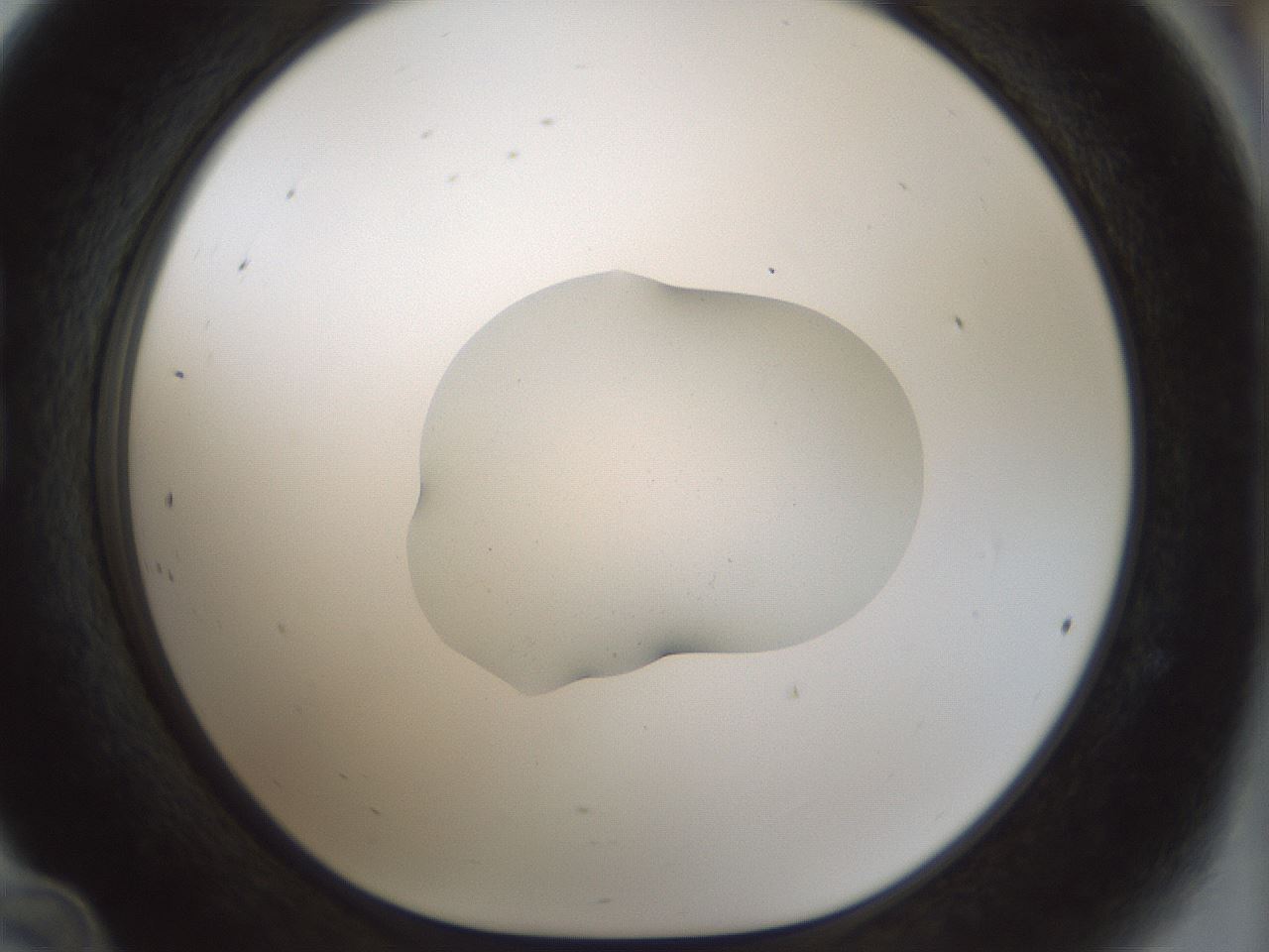folderID510_plateID1510_batchID5873_wellNum24_profileID1_d1_r95656_ef.jpg