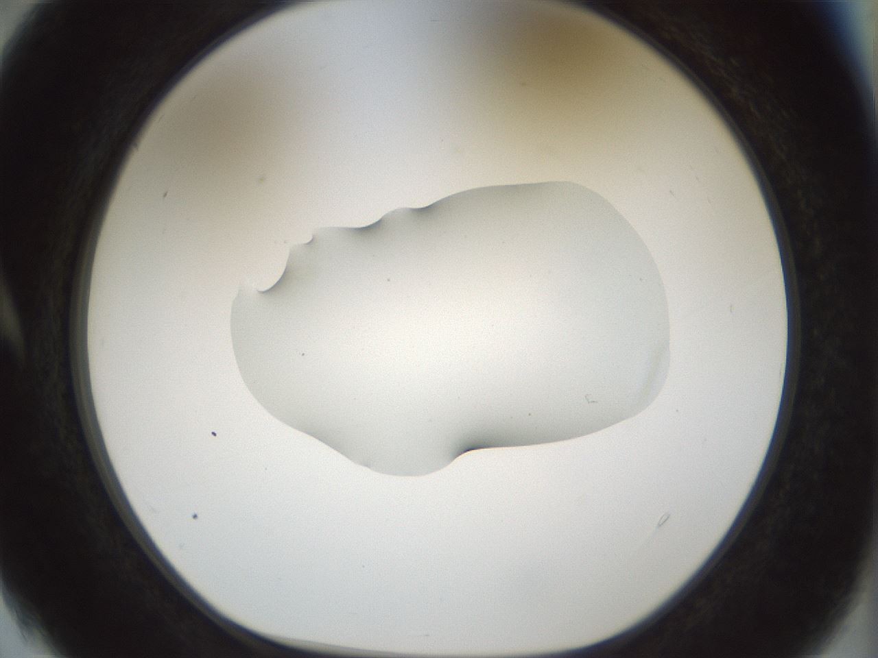 folderID510_plateID1510_batchID5873_wellNum4_profileID1_d1_r95636_ef.jpg