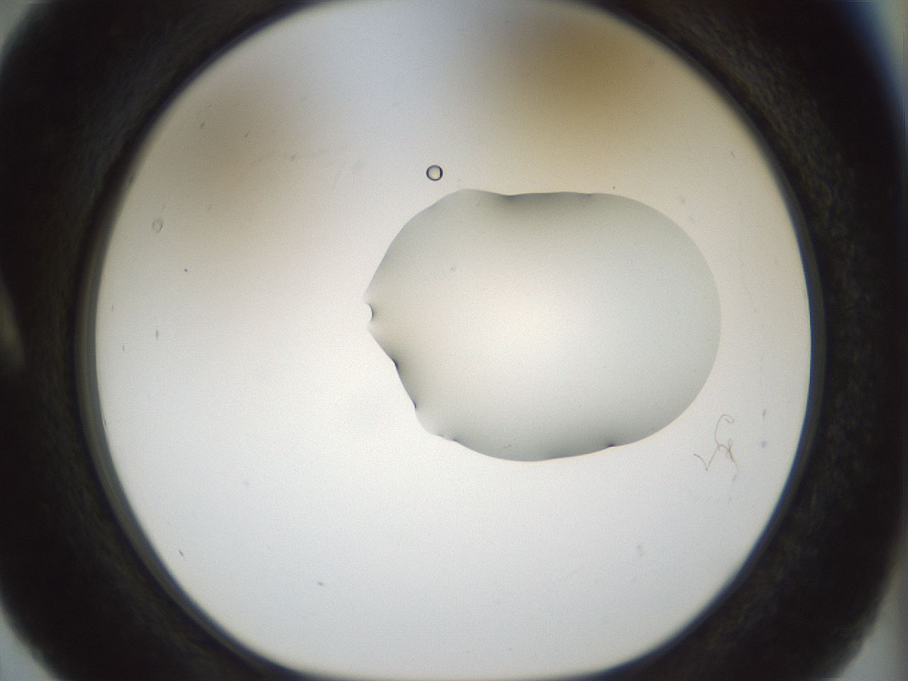 folderID510_plateID1510_batchID5907_wellNum5_profileID1_d1_r95637_ef.jpg