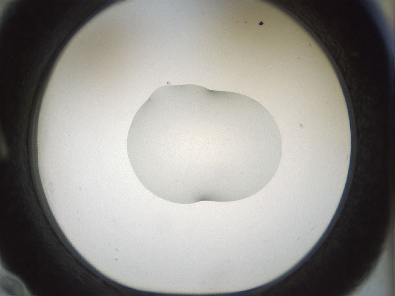 folderID510_plateID1510_batchID5940_wellNum10_profileID1_d1_r95642_ef.jpg