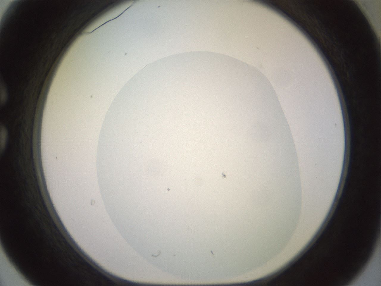 folderID506_plateID2506_batchID12090_wellNum30_profileID1_d1_r188665_ef.jpg