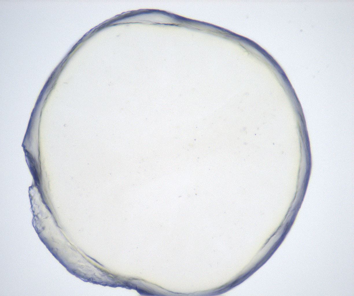 folderID514_plateID2514_batchID12479_wellNum83_profileID1_d1_r189760_ef.jpg