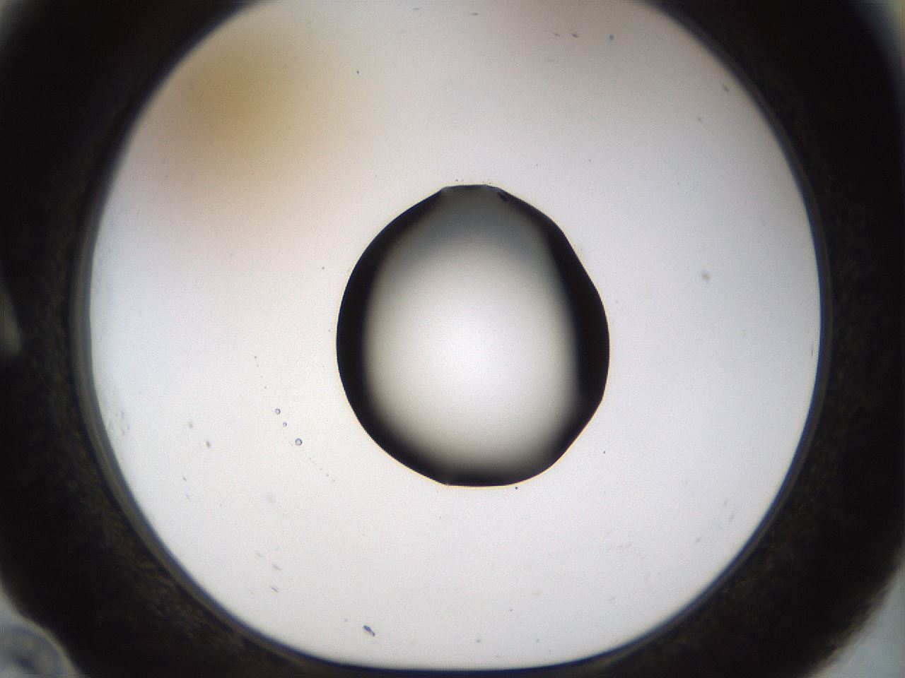 folderID515_plateID1515_batchID5948_wellNum10_profileID1_d1_r96419_ef.jpg