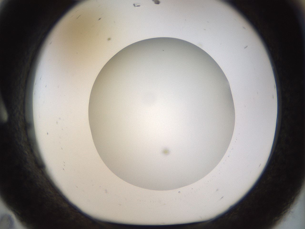 folderID515_plateID1515_batchID5948_wellNum11_profileID1_d1_r96421_ef.jpg