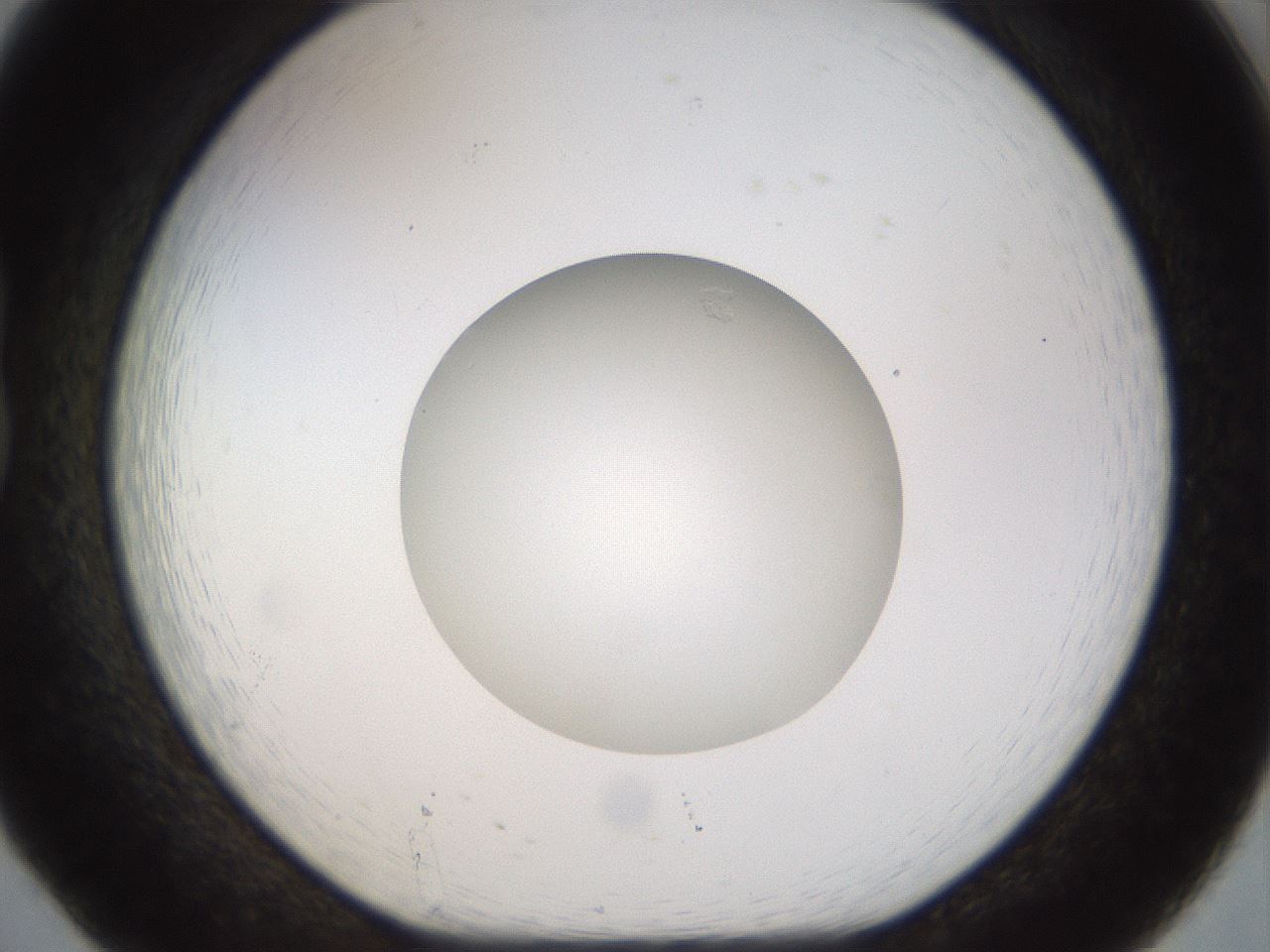 folderID515_plateID1515_batchID5948_wellNum20_profileID1_d1_r96439_ef.jpg