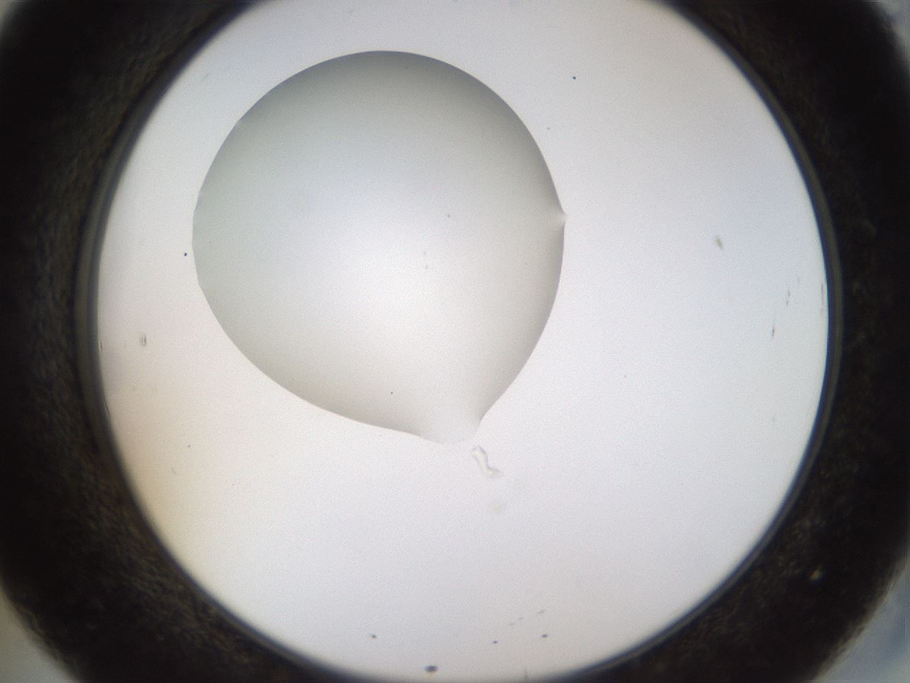 folderID515_plateID1515_batchID5948_wellNum20_profileID1_d2_r96440_ef.jpg