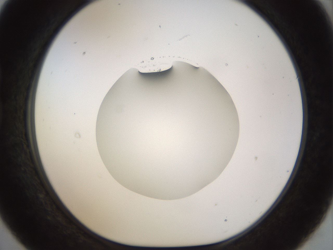 folderID515_plateID1515_batchID5948_wellNum21_profileID1_d1_r96441_ef.jpg