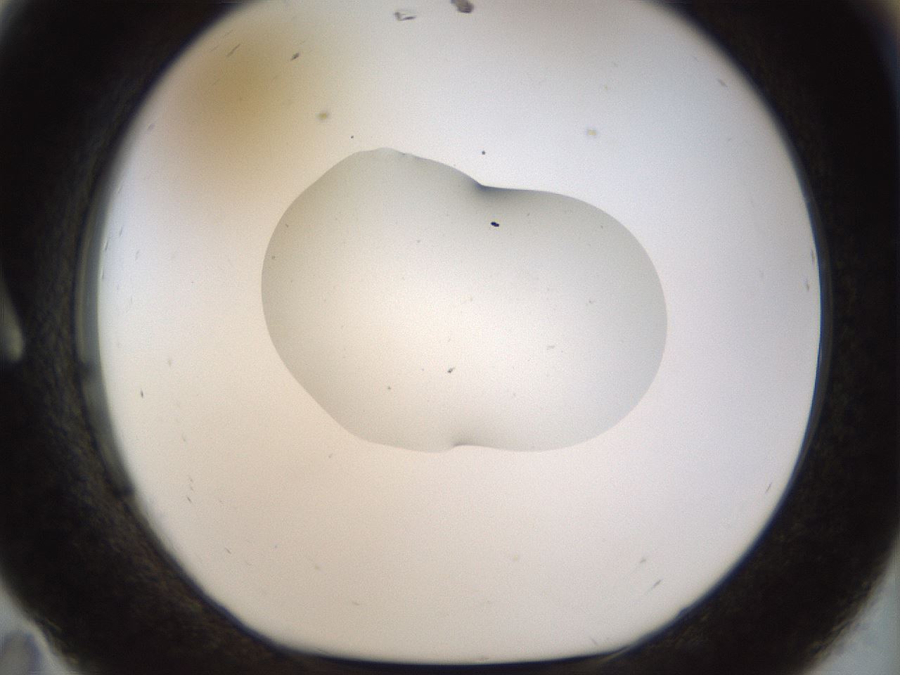 folderID511_plateID1511_batchID5941_wellNum11_profileID1_d1_r95739_ef.jpg