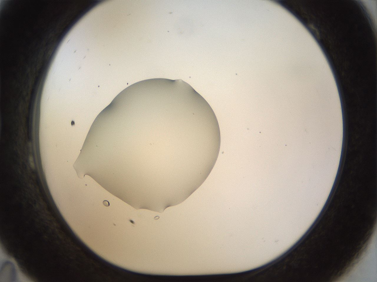 folderID511_plateID1511_batchID5941_wellNum23_profileID1_d1_r95751_ef.jpg