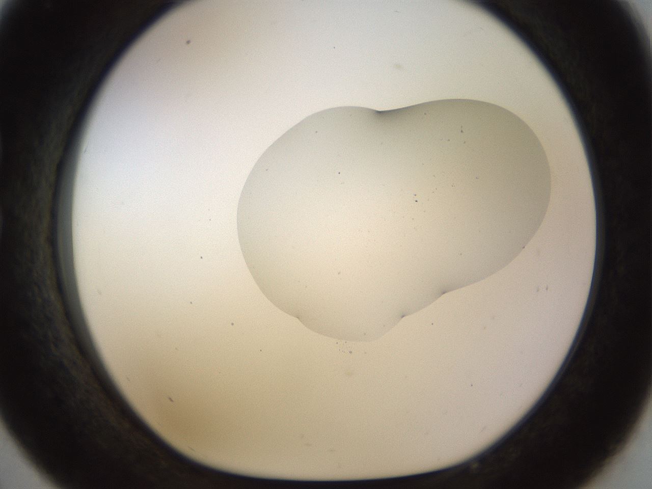 folderID511_plateID1511_batchID5941_wellNum33_profileID1_d1_r95761_ef.jpg