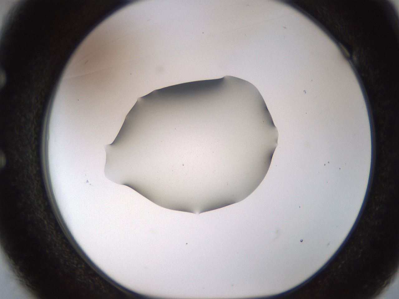 folderID511_plateID1511_batchID5941_wellNum49_profileID1_d1_r95777_ef.jpg