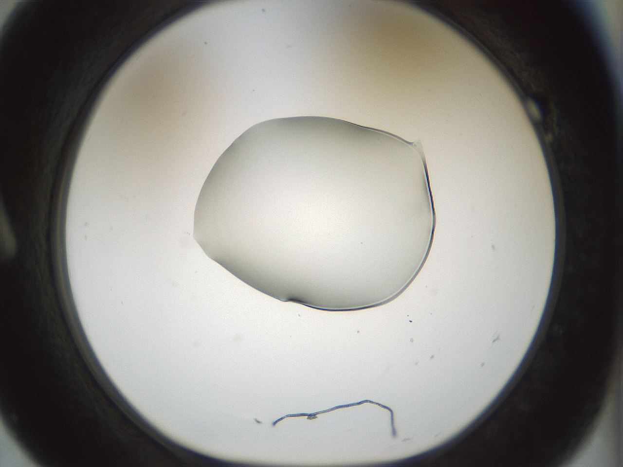 folderID510_plateID1510_batchID5907_wellNum7_profileID1_d1_r95639_ef.jpg