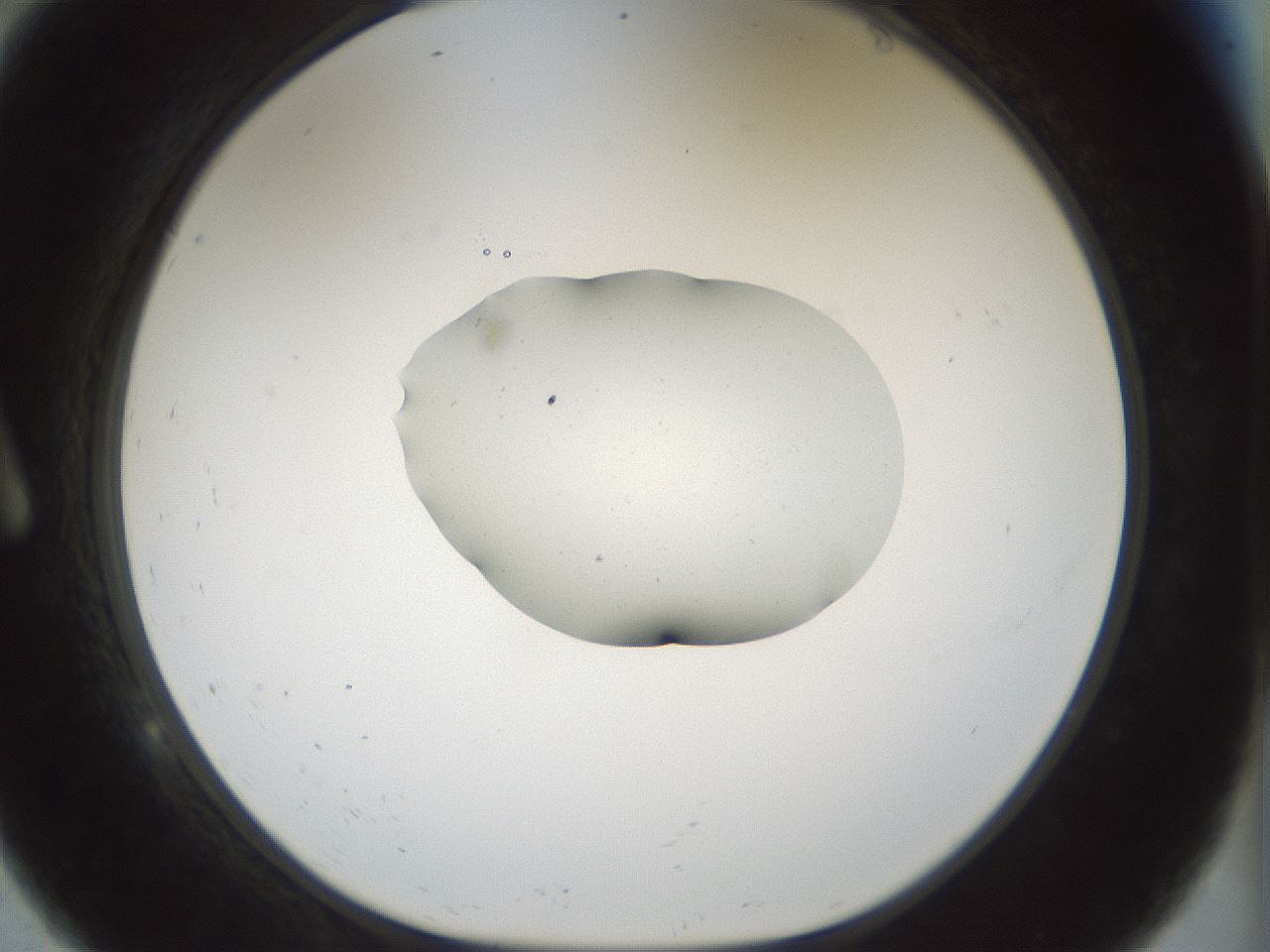 folderID510_plateID1510_batchID5907_wellNum9_profileID1_d1_r95641_ef.jpg