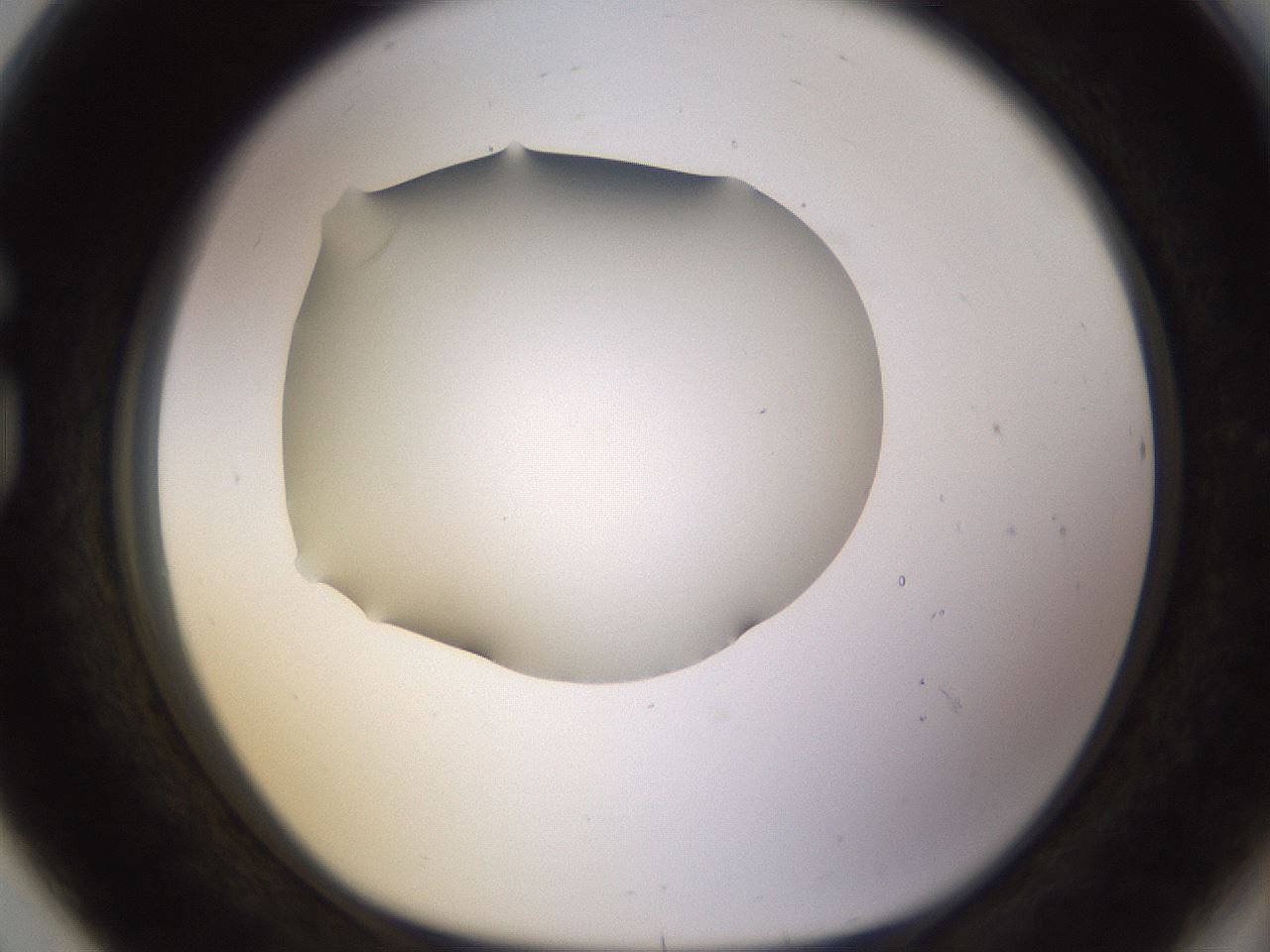 folderID518_plateID1518_batchID5983_wellNum80_profileID1_d1_r97344_ef.jpg