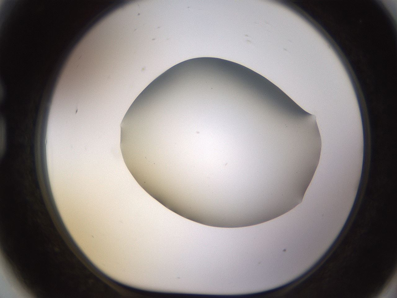 folderID518_plateID1518_batchID5983_wellNum81_profileID1_d1_r97345_ef.jpg