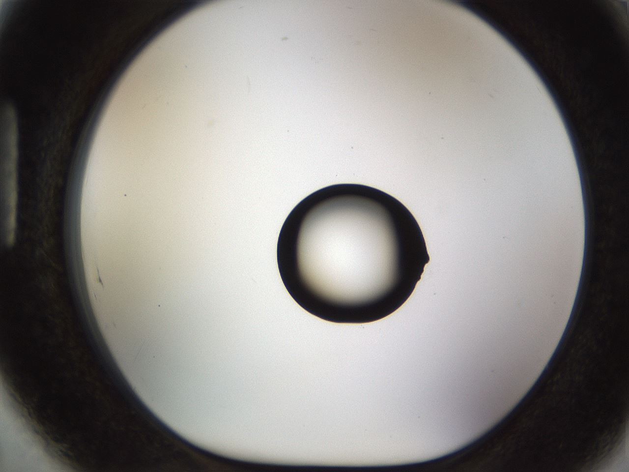 folderID511_plateID1511_batchID5941_wellNum89_profileID1_d1_r95817_ef.jpg