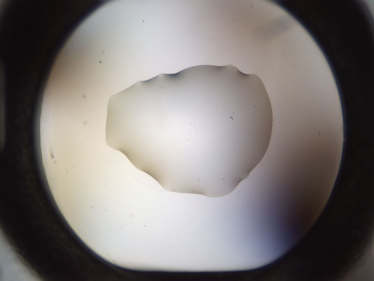 folderID511_plateID1511_batchID5941_wellNum91_profileID1_d1_r95819_ef.jpg