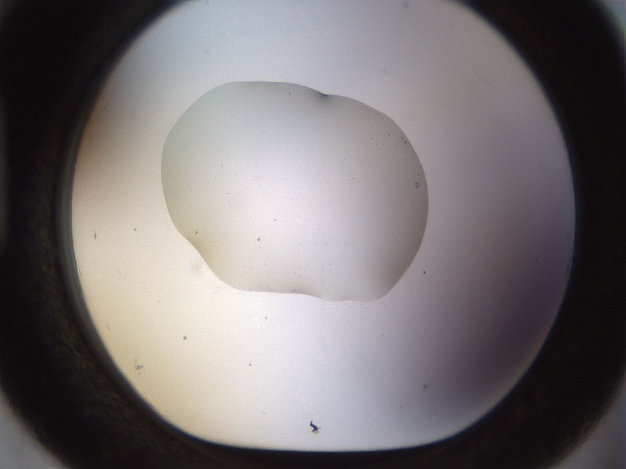 folderID511_plateID1511_batchID5941_wellNum93_profileID1_d1_r95821_ef.jpg