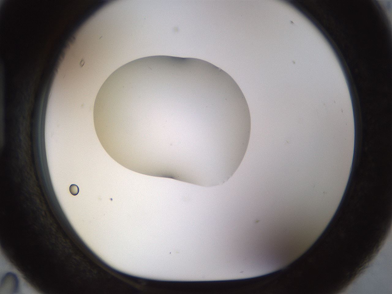 folderID511_plateID1511_batchID5941_wellNum95_profileID1_d1_r95823_ef.jpg